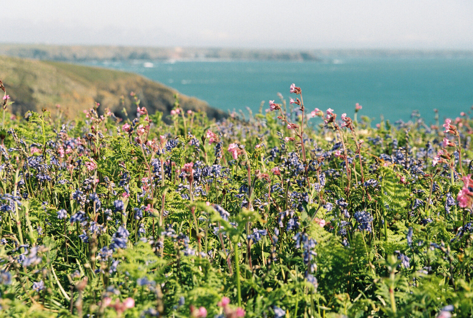 coastal wildflowers