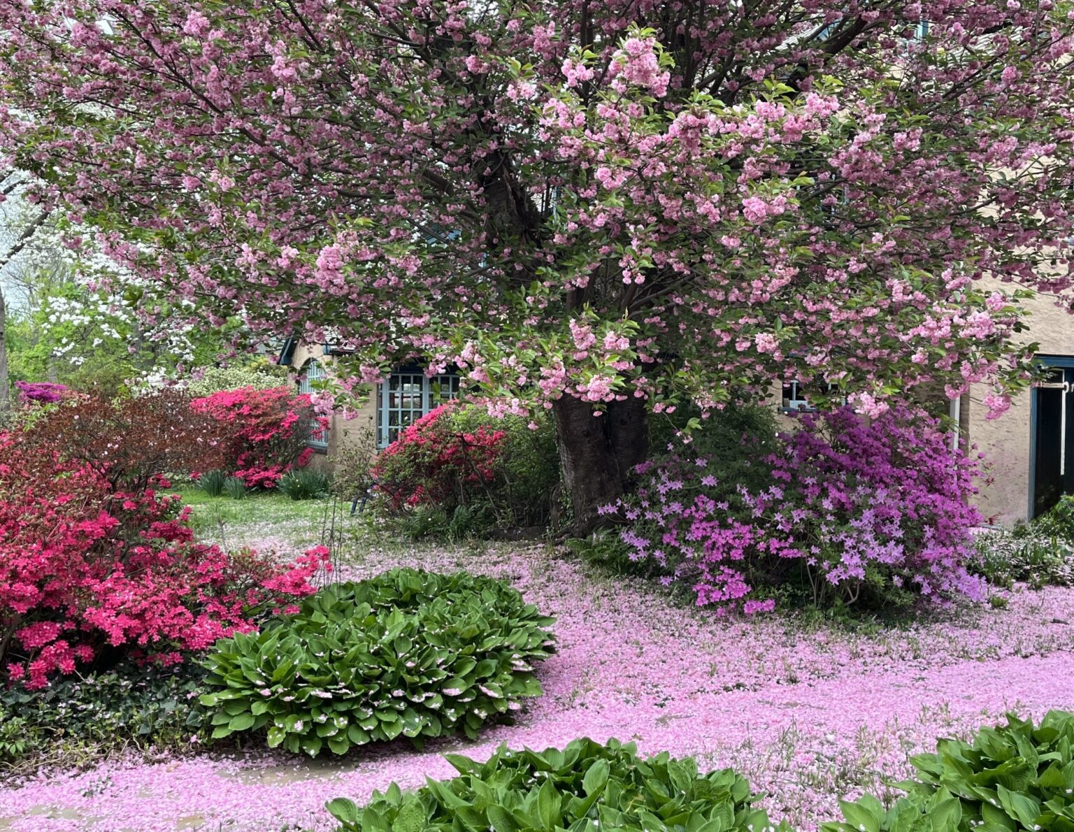 Cup of Jo reader gardens