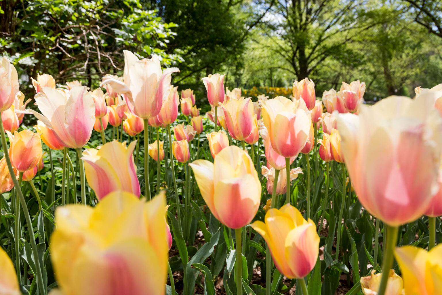 tulips in spring