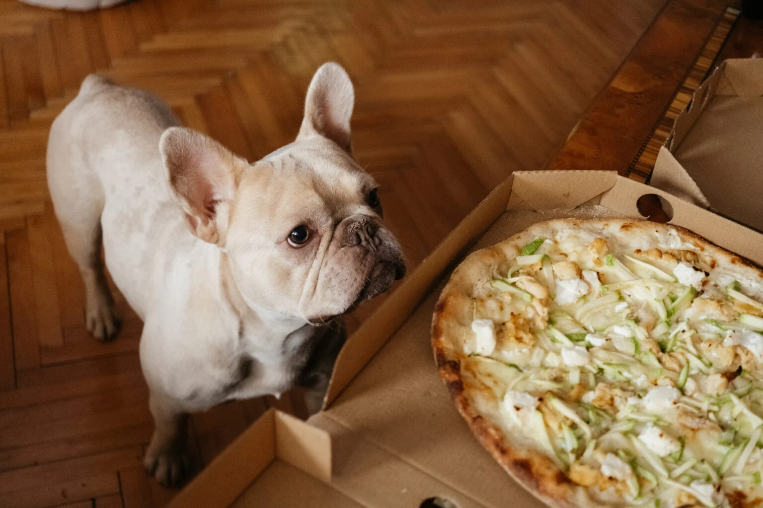 dog pizza