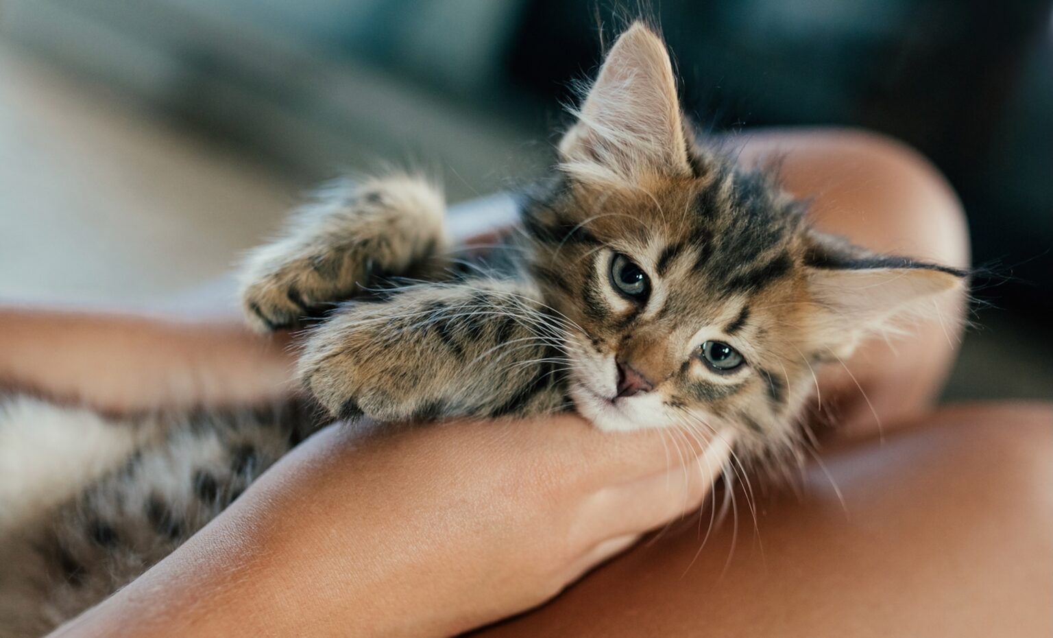 kitten