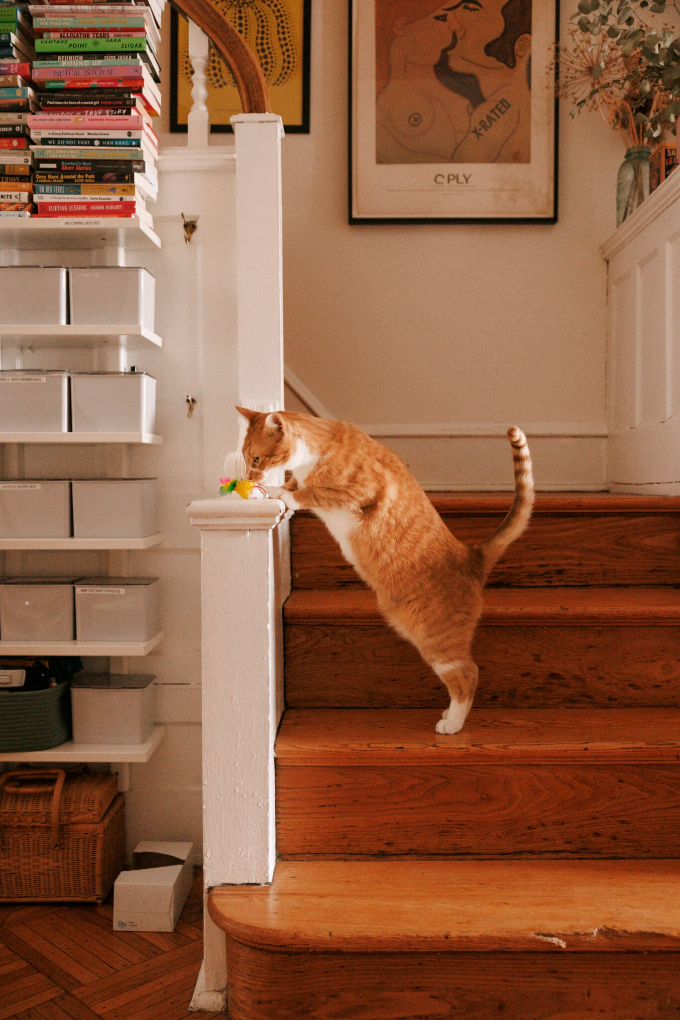 Emma Copley Eisenberg’s Colorful Philly House With Books, Three Cats, and Herbal Tea on Tap