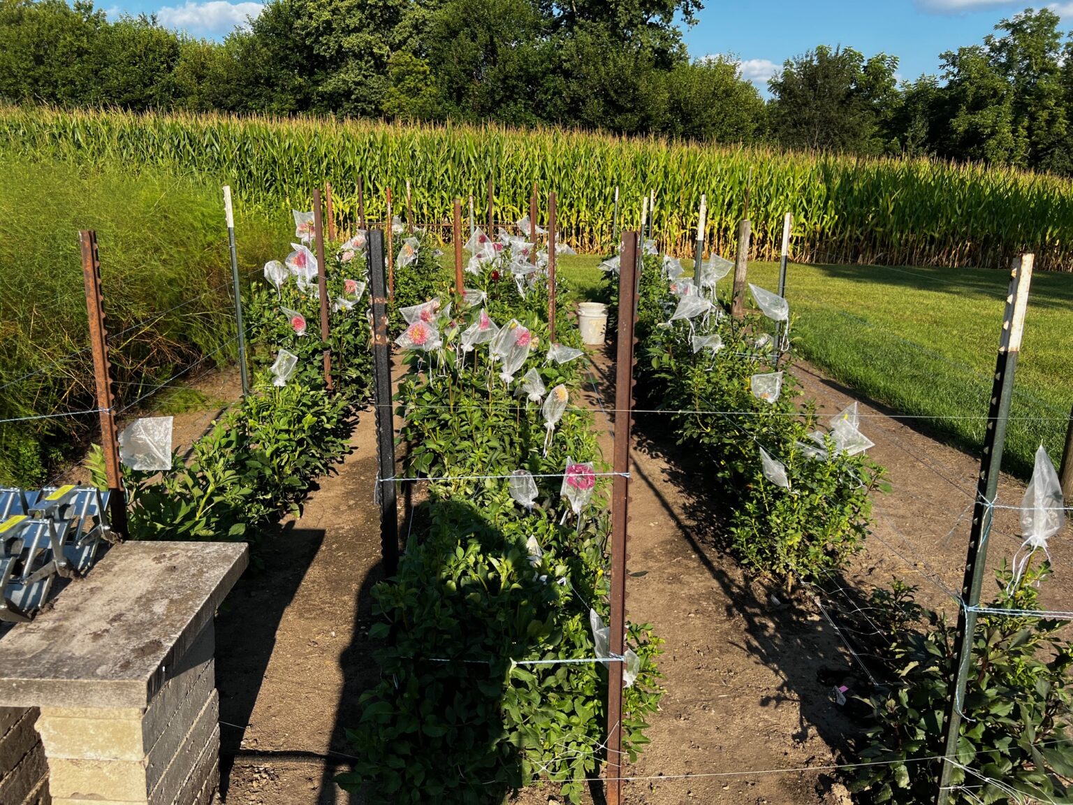 Readers share their gorgeous gardens
