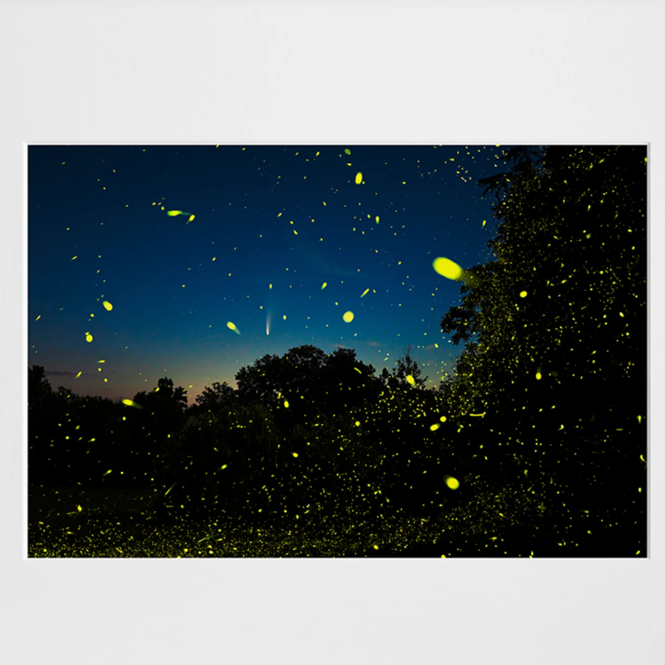fireflies photo artwork