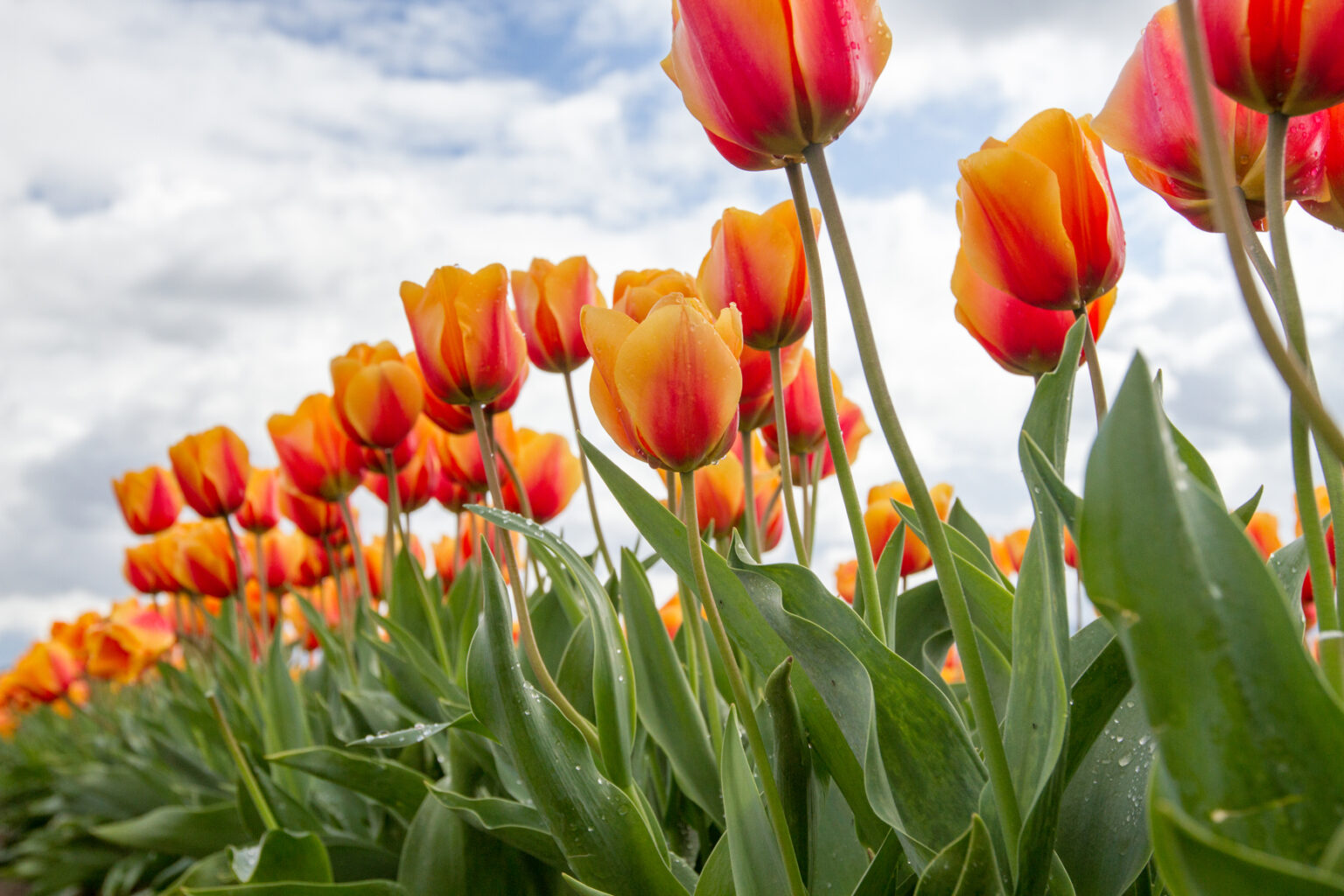 tulips