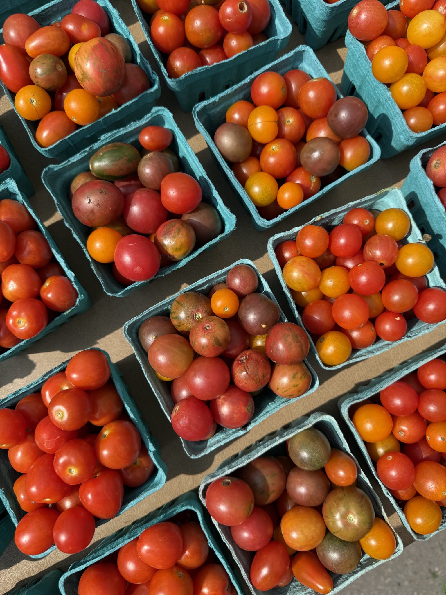 summer tomatoes august
