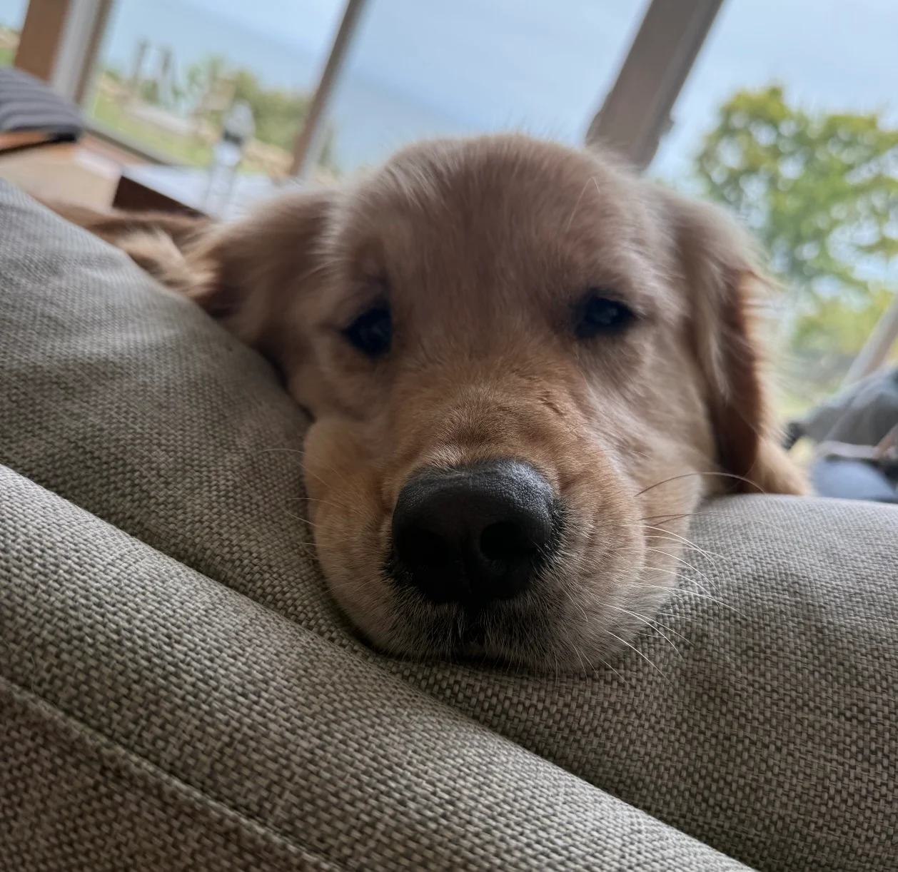 dog