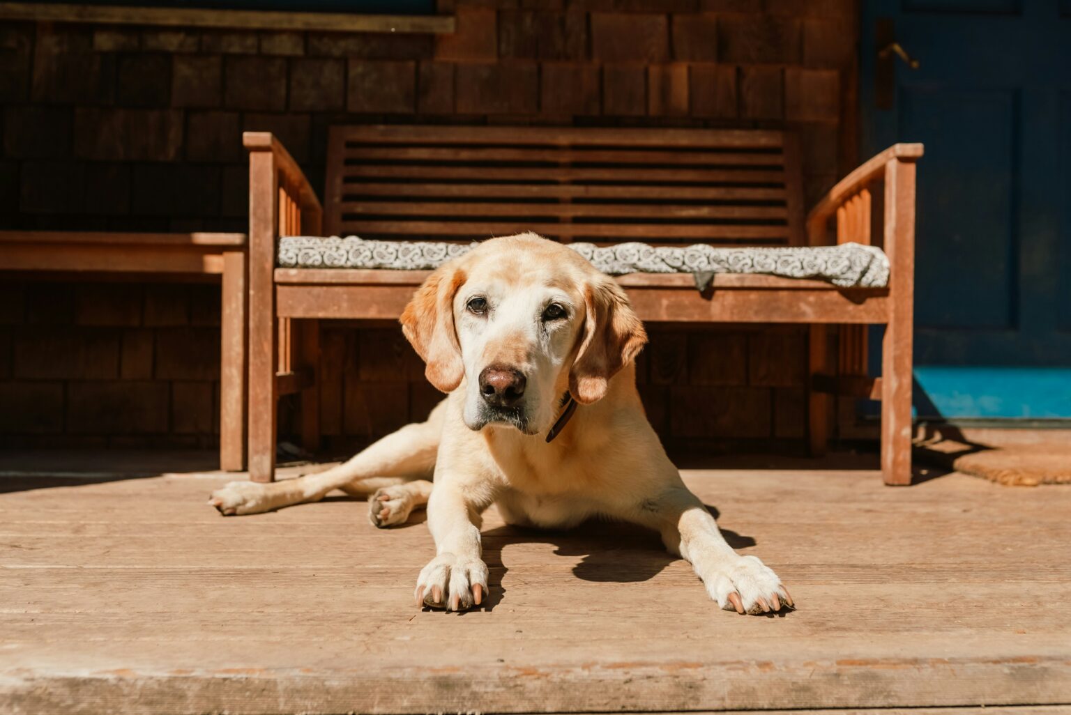 dog