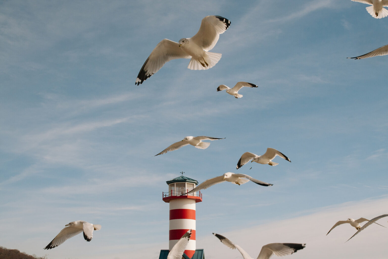 seagulls