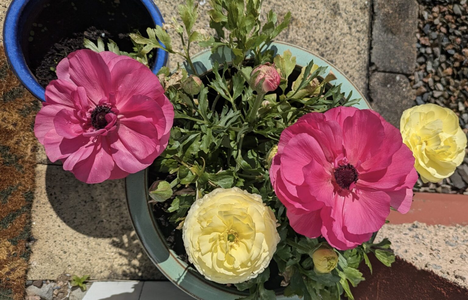 Cup of Jo reader gardens