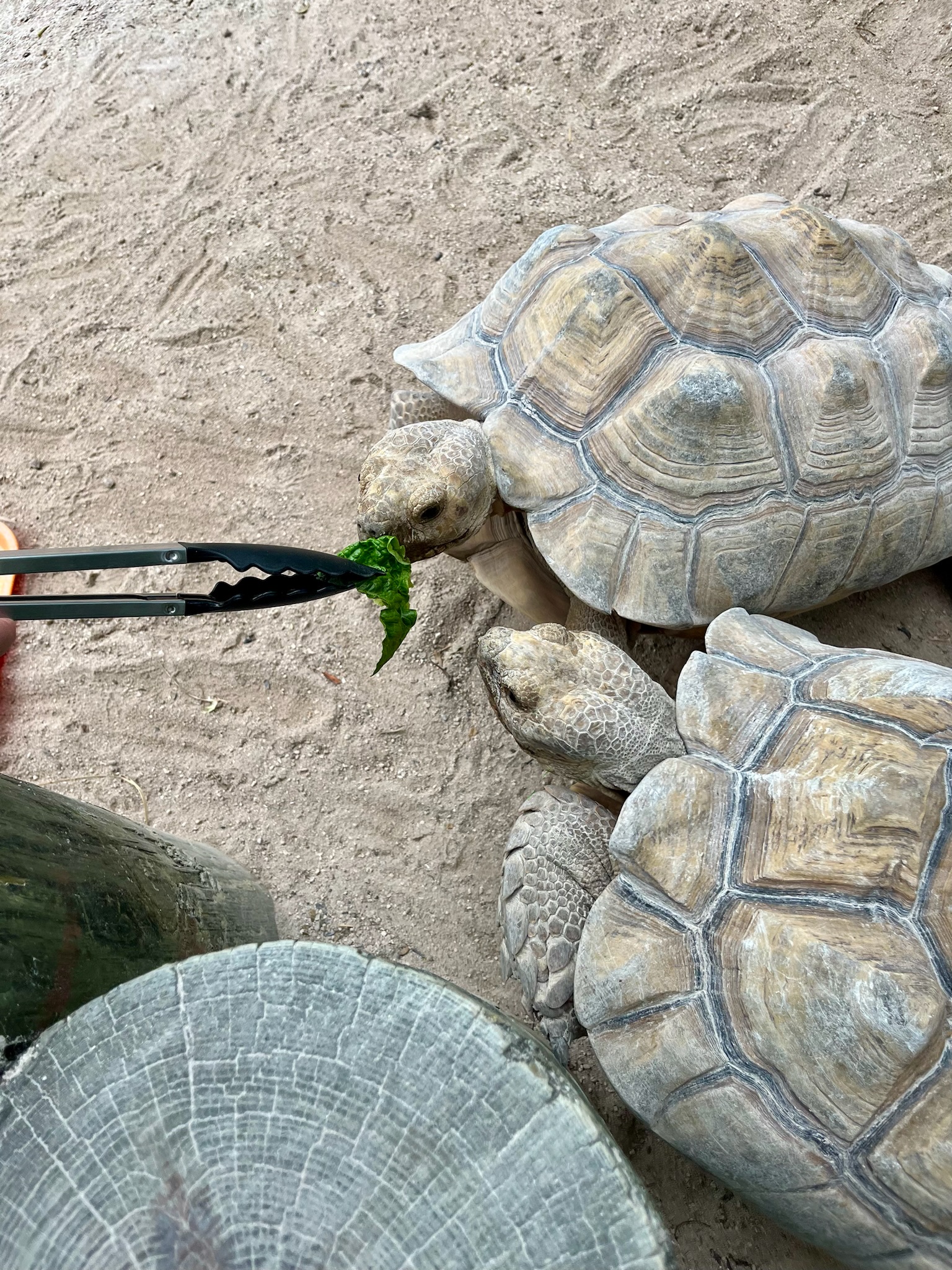 aquarium encounters Florida keys tortoise