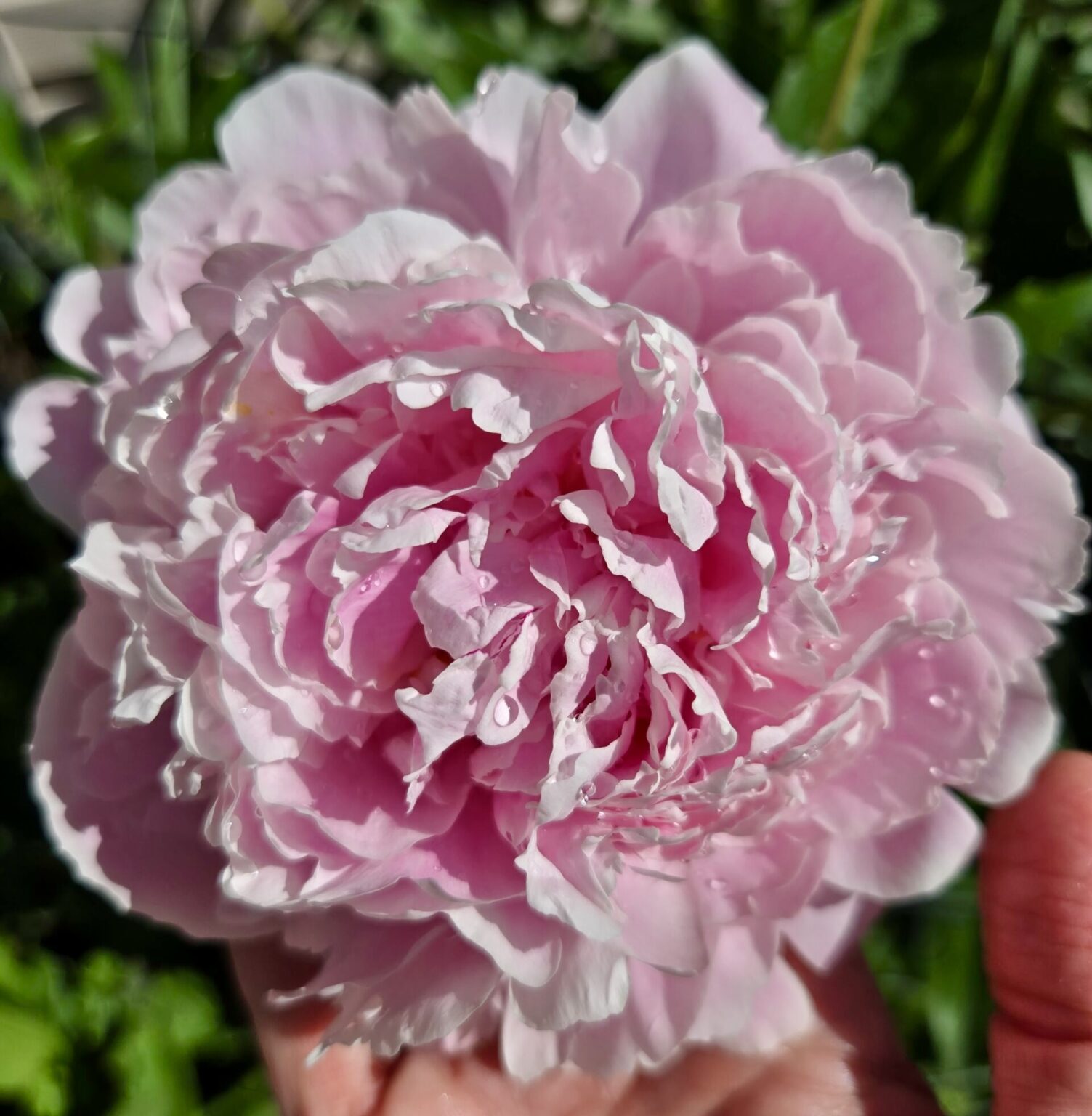 Cup of Jo reader gardens