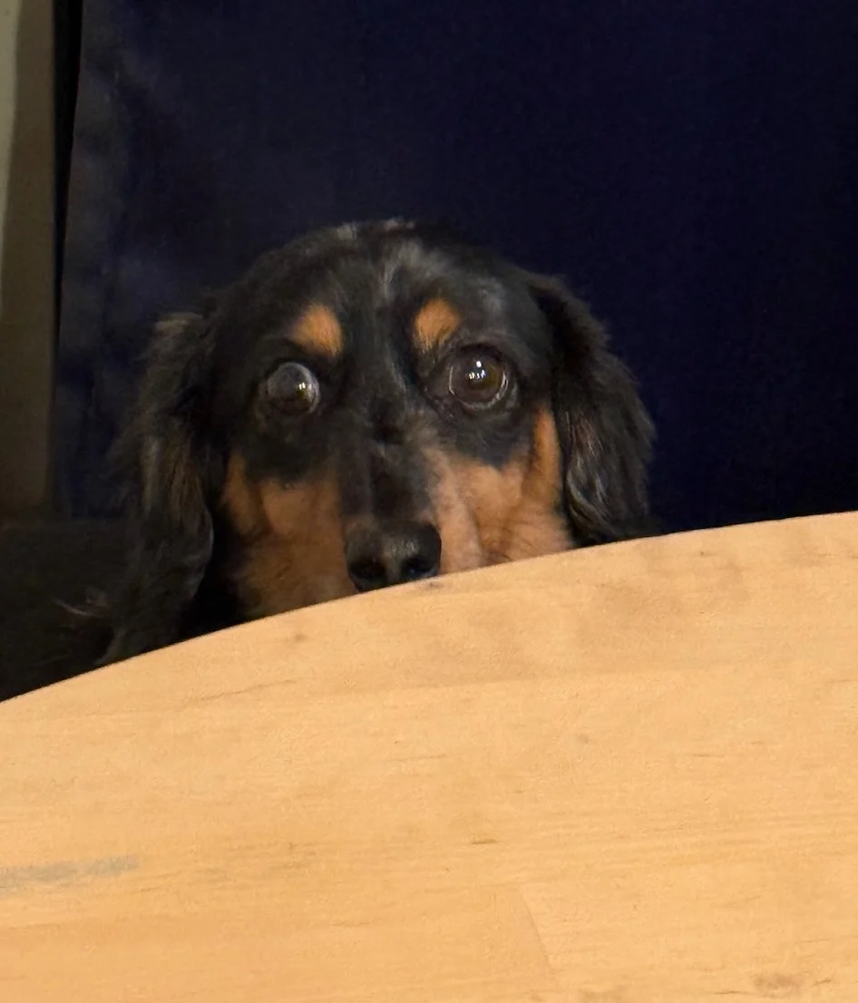 dachshund dog