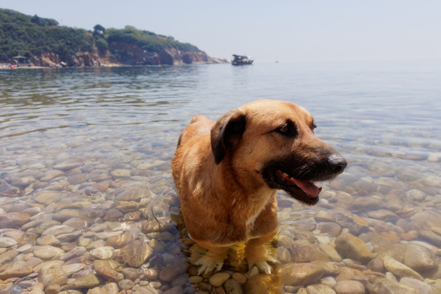 lake dog