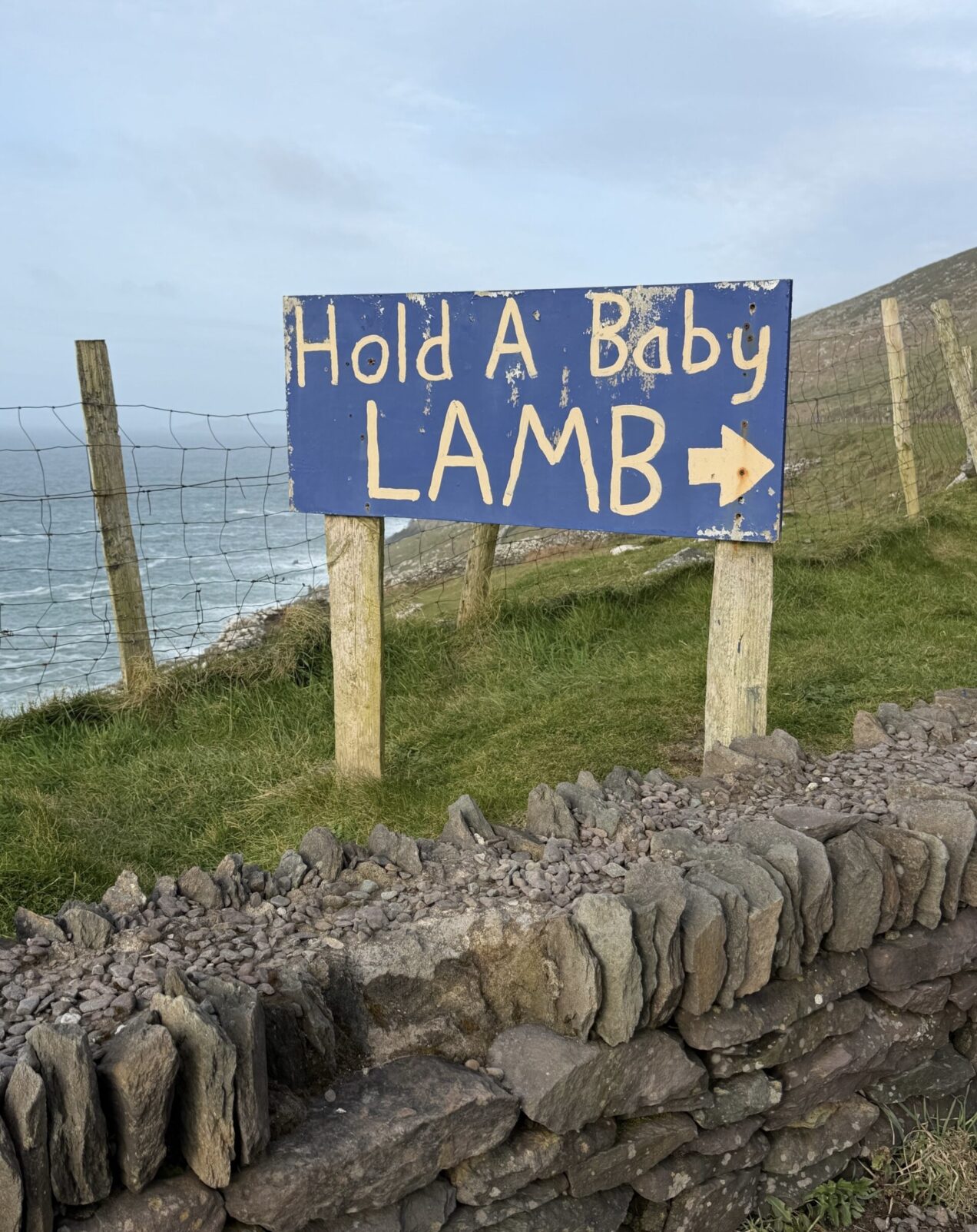 hold baby lamb dingle Ireland