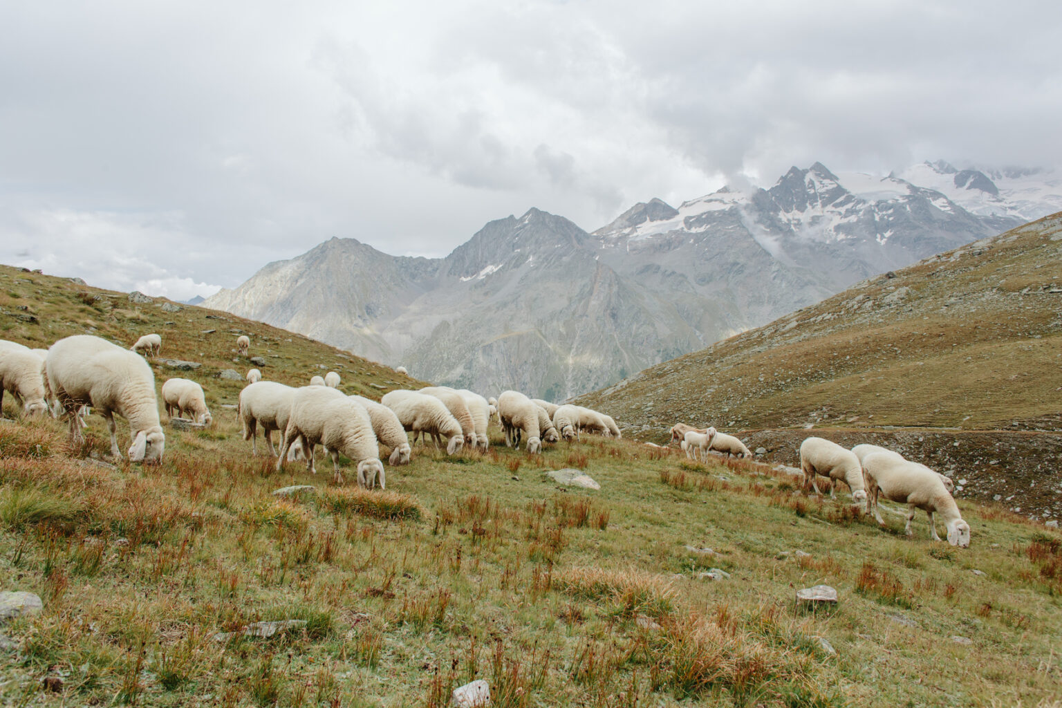 sheep