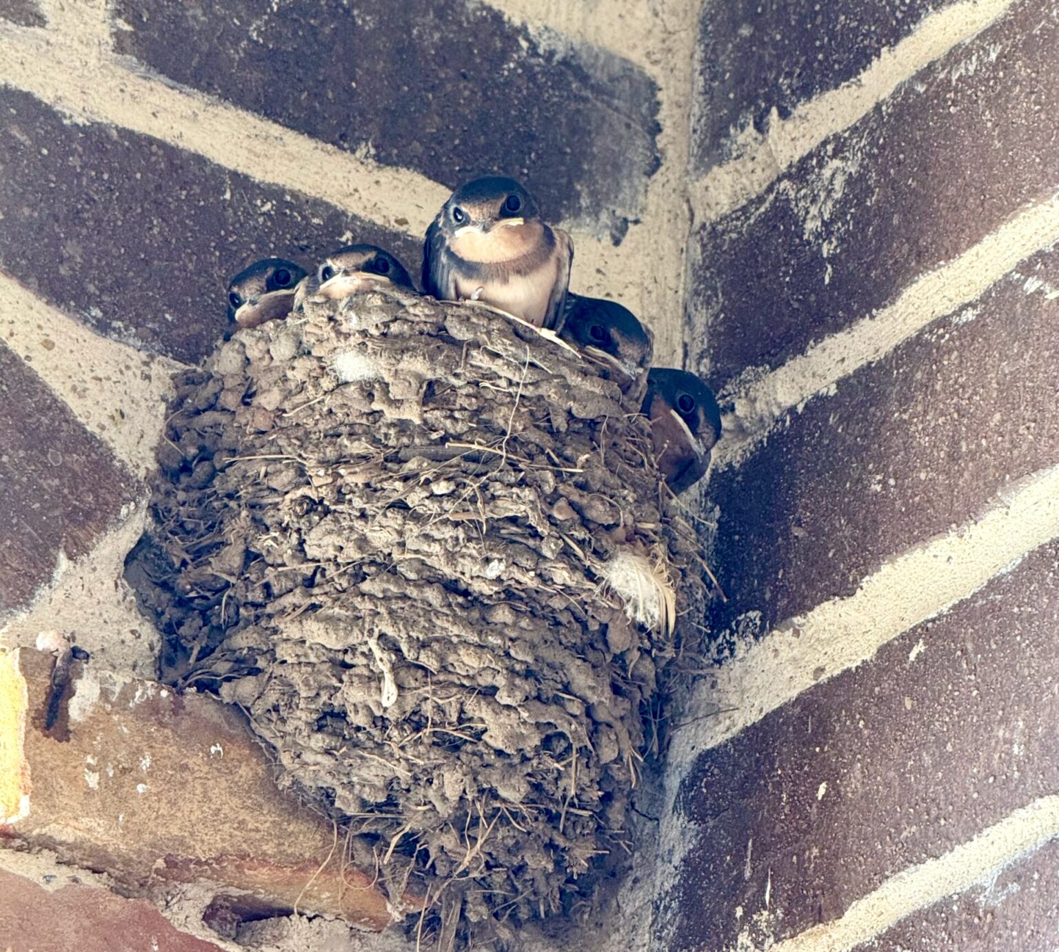 swallows nest