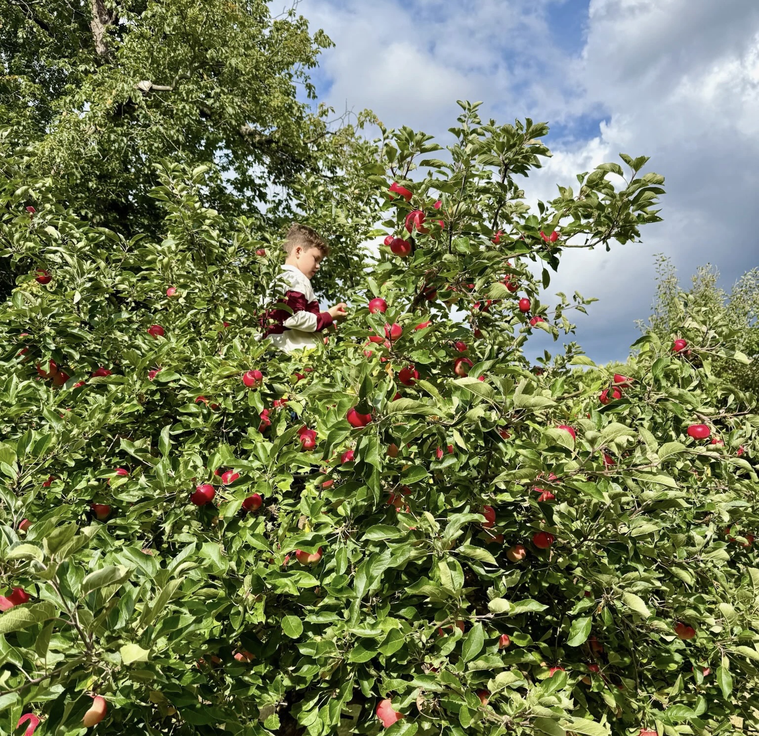 Copenhagen apple tree