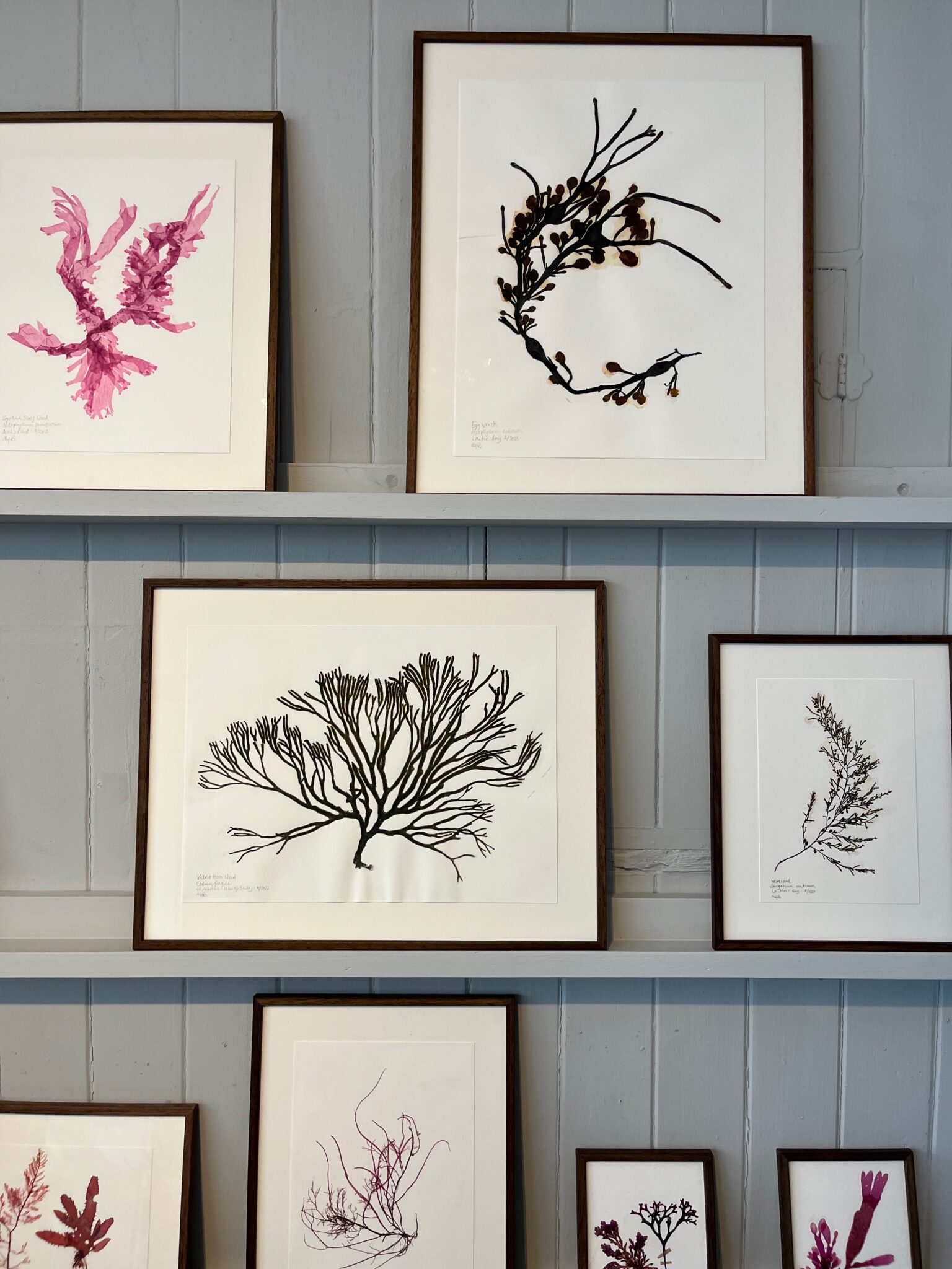 seaweed artwork molesworth & bird