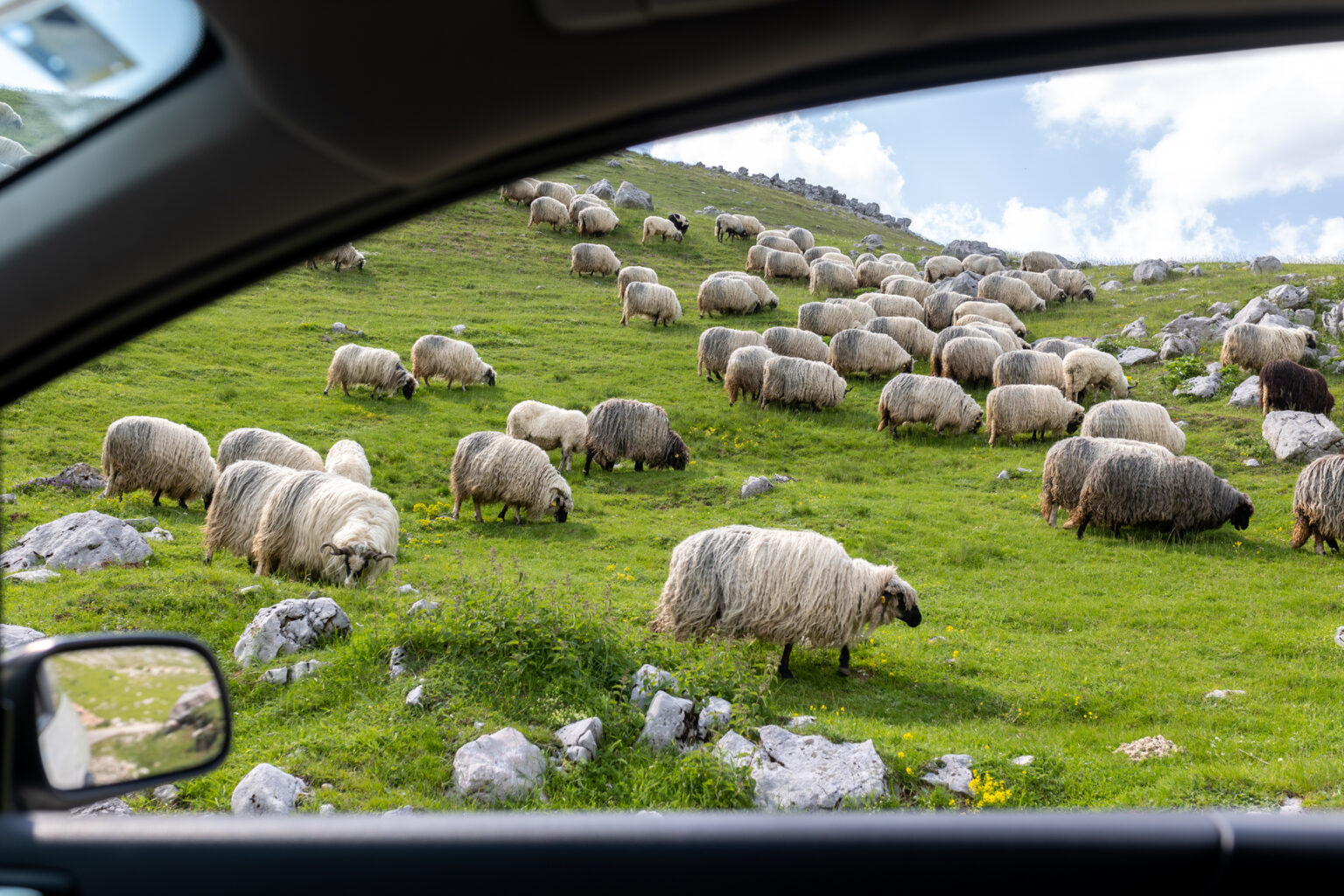sheep
