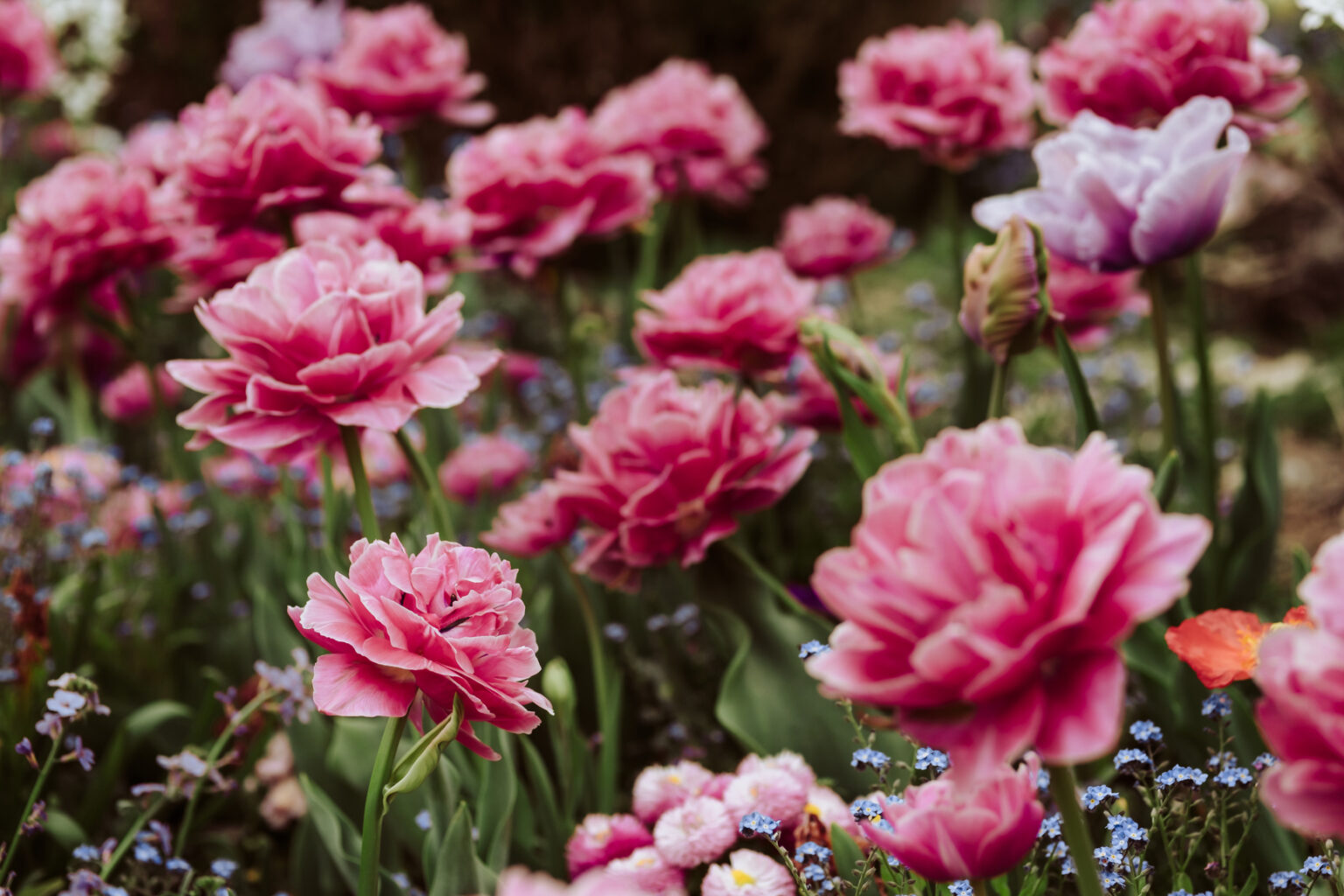 flower field