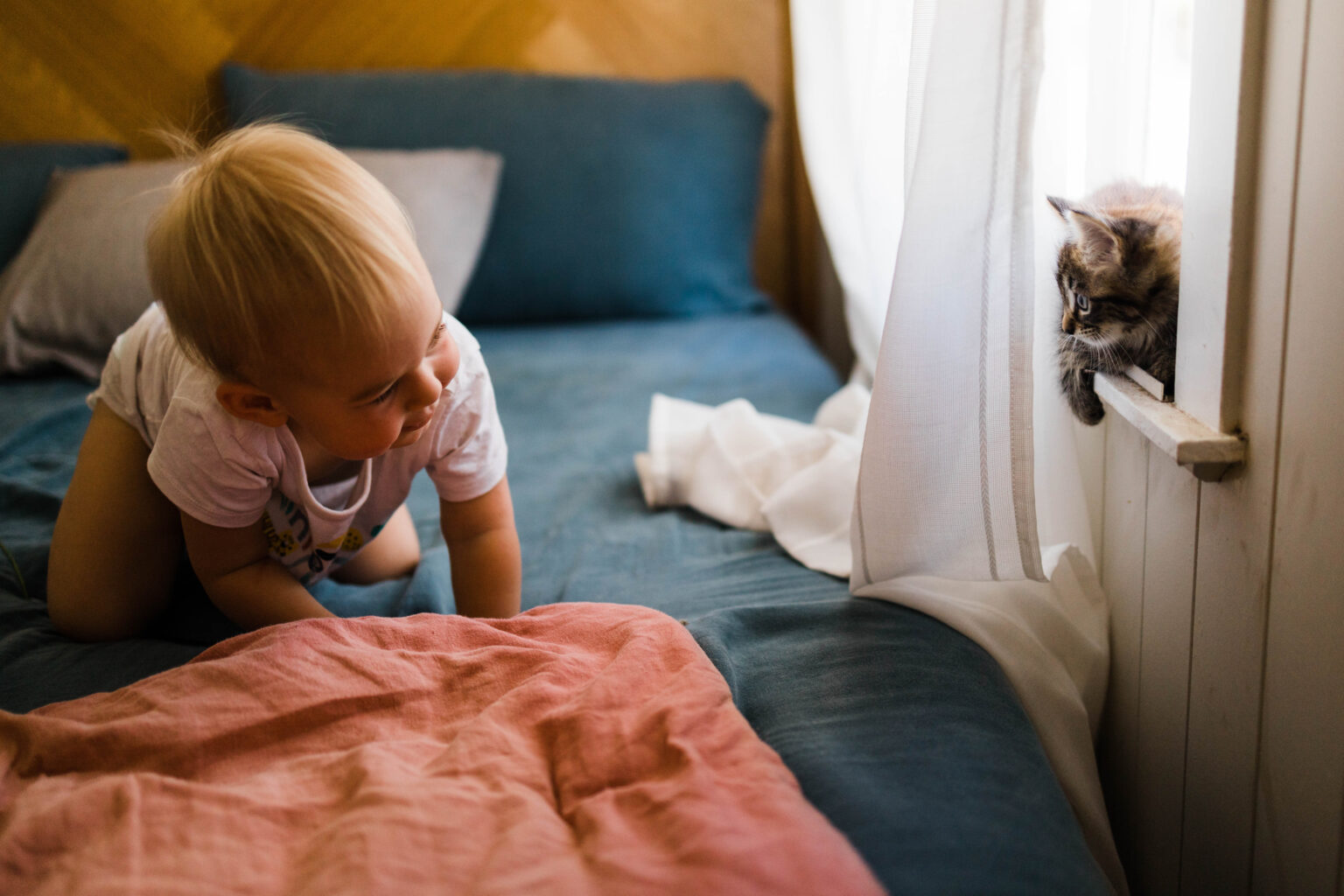 cat baby