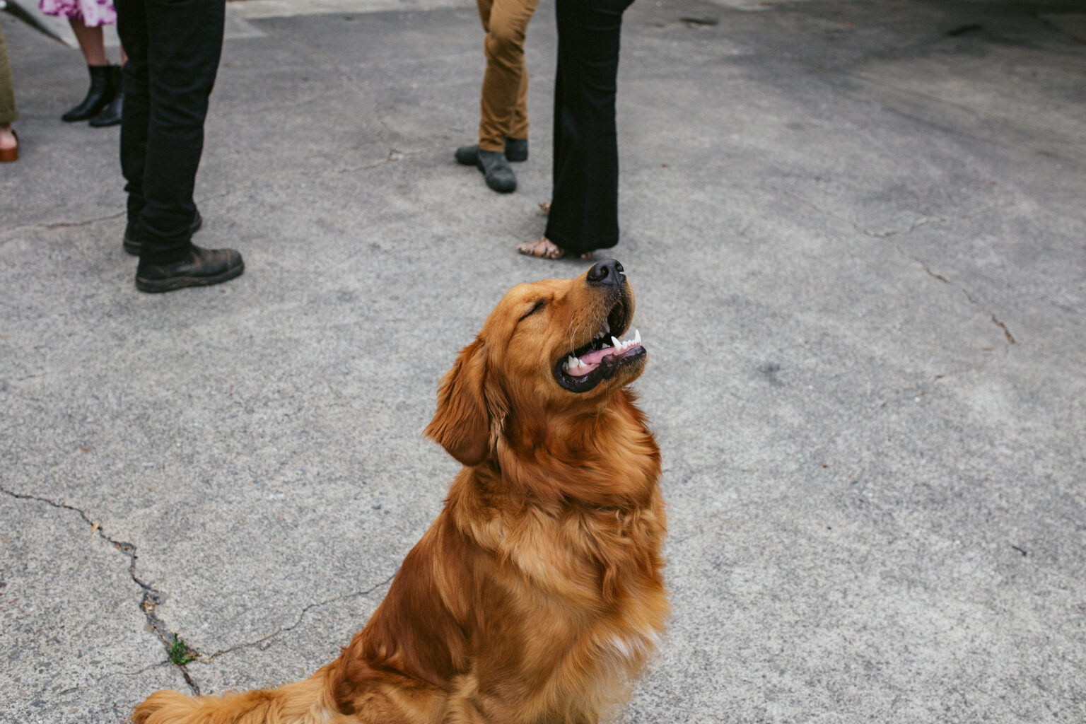 dog